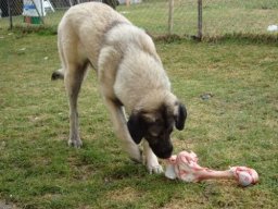 chien_de_berger_danatolie_1_20211129_1886814996